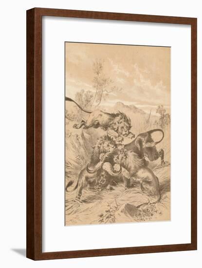 Lions Attacking A Buffalo, c1880-null-Framed Giclee Print