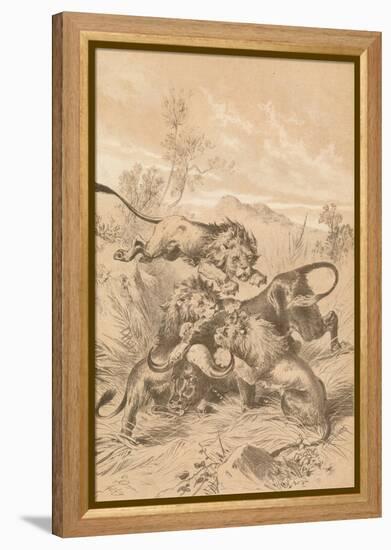 Lions Attacking A Buffalo, c1880-null-Framed Premier Image Canvas