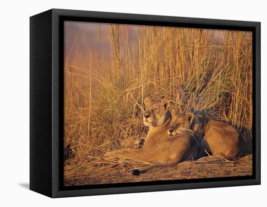 Lions Basking in Sun, Linyanti, Botswana-Peter Oxford-Framed Premier Image Canvas