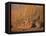 Lions Basking in Sun, Linyanti, Botswana-Peter Oxford-Framed Premier Image Canvas