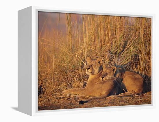 Lions Basking in Sun, Linyanti, Botswana-Peter Oxford-Framed Premier Image Canvas