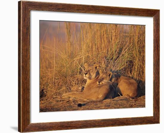 Lions Basking in Sun, Linyanti, Botswana-Peter Oxford-Framed Photographic Print