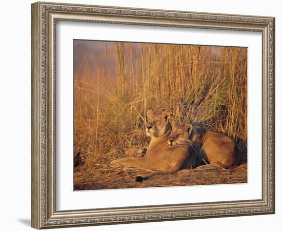 Lions Basking in Sun, Linyanti, Botswana-Peter Oxford-Framed Photographic Print