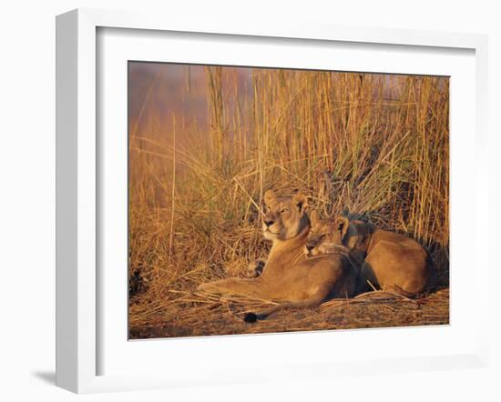 Lions Basking in Sun, Linyanti, Botswana-Peter Oxford-Framed Photographic Print