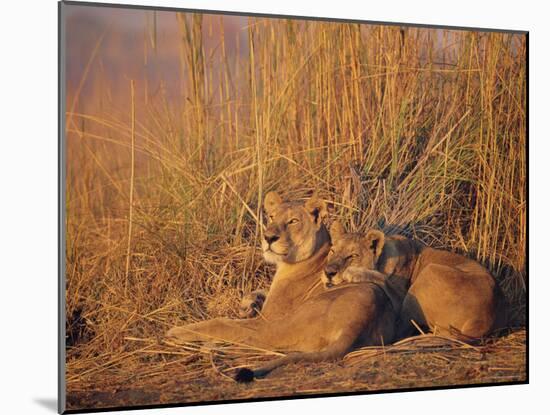 Lions Basking in Sun, Linyanti, Botswana-Peter Oxford-Mounted Photographic Print