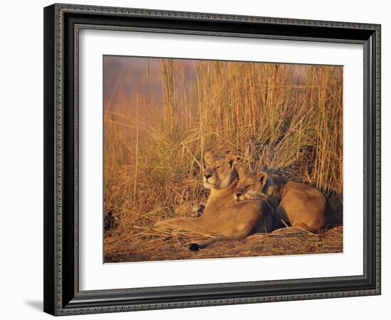 Lions Basking in Sun, Linyanti, Botswana-Peter Oxford-Framed Photographic Print