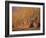 Lions Basking in Sun, Linyanti, Botswana-Peter Oxford-Framed Photographic Print