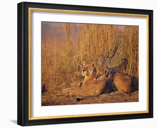 Lions Basking in Sun, Linyanti, Botswana-Peter Oxford-Framed Photographic Print