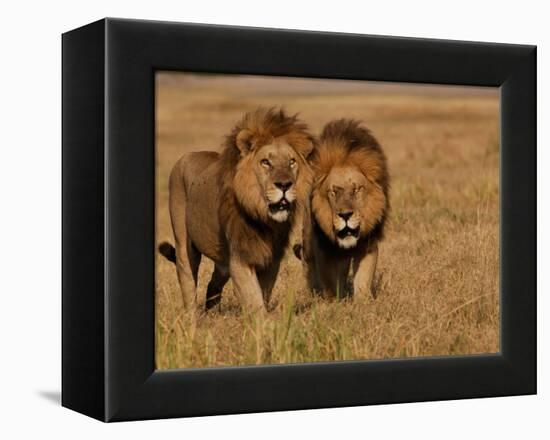 Lions, Duba Pride Males, Duba Plains, Okavango Delta, Botswana-Pete Oxford-Framed Premier Image Canvas