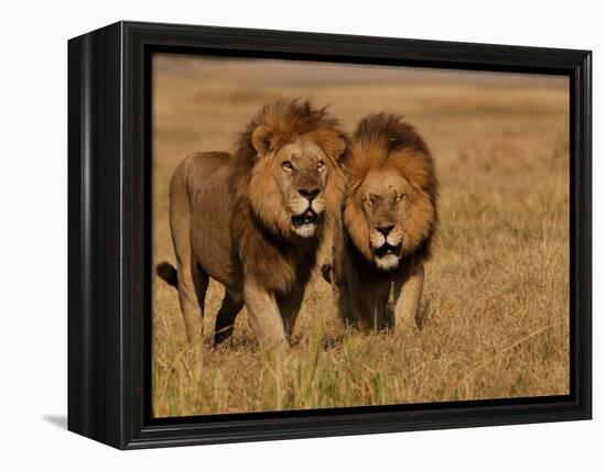 Lions, Duba Pride Males, Duba Plains, Okavango Delta, Botswana-Pete Oxford-Framed Premier Image Canvas