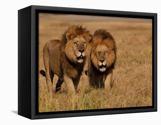 Lions, Duba Pride Males, Duba Plains, Okavango Delta, Botswana-Pete Oxford-Framed Premier Image Canvas