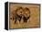 Lions, Duba Pride Males, Duba Plains, Okavango Delta, Botswana-Pete Oxford-Framed Premier Image Canvas