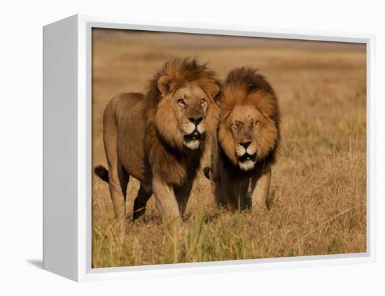 Lions, Duba Pride Males, Duba Plains, Okavango Delta, Botswana-Pete Oxford-Framed Premier Image Canvas