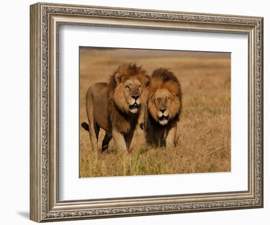 Lions, Duba Pride Males, Duba Plains, Okavango Delta, Botswana-Pete Oxford-Framed Photographic Print