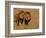 Lions, Duba Pride Males, Duba Plains, Okavango Delta, Botswana-Pete Oxford-Framed Photographic Print