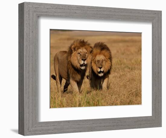 Lions, Duba Pride Males, Duba Plains, Okavango Delta, Botswana-Pete Oxford-Framed Photographic Print