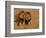 Lions, Duba Pride Males, Duba Plains, Okavango Delta, Botswana-Pete Oxford-Framed Photographic Print