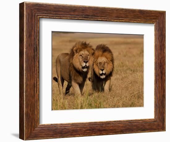 Lions, Duba Pride Males, Duba Plains, Okavango Delta, Botswana-Pete Oxford-Framed Photographic Print