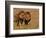 Lions, Duba Pride Males, Duba Plains, Okavango Delta, Botswana-Pete Oxford-Framed Photographic Print