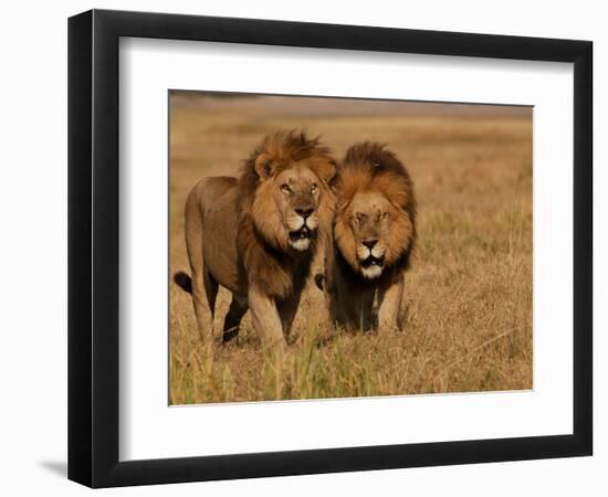 Lions, Duba Pride Males, Duba Plains, Okavango Delta, Botswana-Pete Oxford-Framed Photographic Print