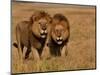 Lions, Duba Pride Males, Duba Plains, Okavango Delta, Botswana-Pete Oxford-Mounted Photographic Print