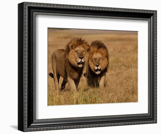 Lions, Duba Pride Males, Duba Plains, Okavango Delta, Botswana-Pete Oxford-Framed Photographic Print