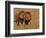 Lions, Duba Pride Males, Duba Plains, Okavango Delta, Botswana-Pete Oxford-Framed Photographic Print