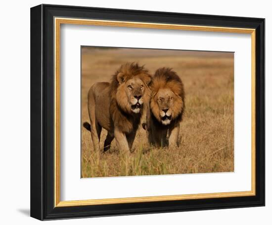 Lions, Duba Pride Males, Duba Plains, Okavango Delta, Botswana-Pete Oxford-Framed Photographic Print