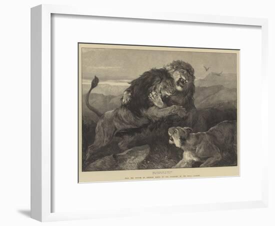 Lions Fighting-null-Framed Giclee Print