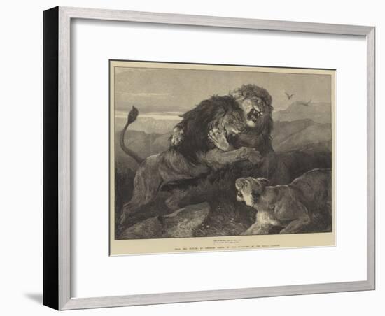 Lions Fighting-null-Framed Giclee Print