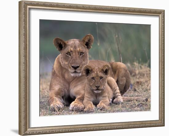 Lions, Okavango Delta, Botswana-Art Wolfe-Framed Photographic Print