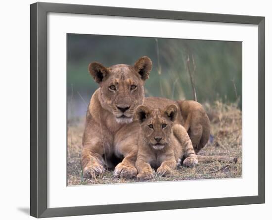 Lions, Okavango Delta, Botswana-Art Wolfe-Framed Photographic Print