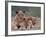 Lions, Okavango Delta, Botswana-Art Wolfe-Framed Photographic Print