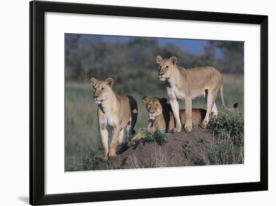 Lions on Dirt Mound-DLILLC-Framed Photographic Print