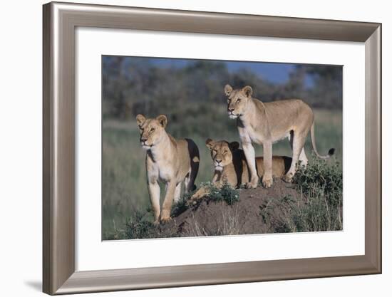 Lions on Dirt Mound-DLILLC-Framed Photographic Print