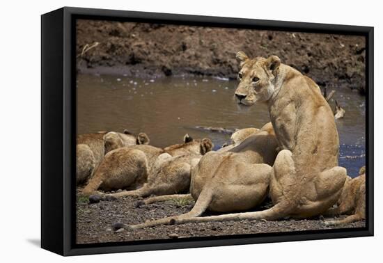 Lions (Panthera Leo) Drinking-James Hager-Framed Premier Image Canvas