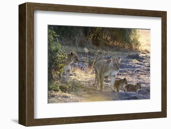 Lions (Panthera leo), Khwai Conservation Area, Okavango Delta, Botswana, Africa-Sergio Pitamitz-Framed Photographic Print
