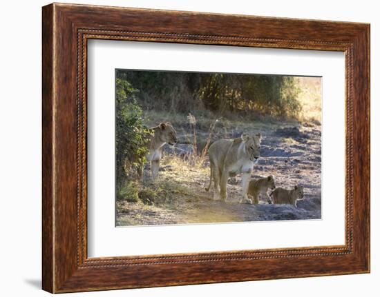 Lions (Panthera leo), Khwai Conservation Area, Okavango Delta, Botswana, Africa-Sergio Pitamitz-Framed Photographic Print