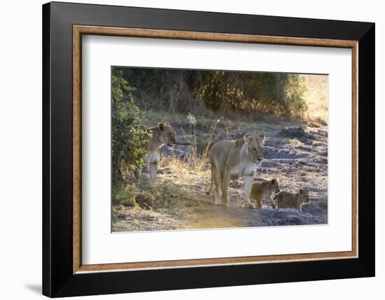 Lions (Panthera leo), Khwai Conservation Area, Okavango Delta, Botswana, Africa-Sergio Pitamitz-Framed Photographic Print