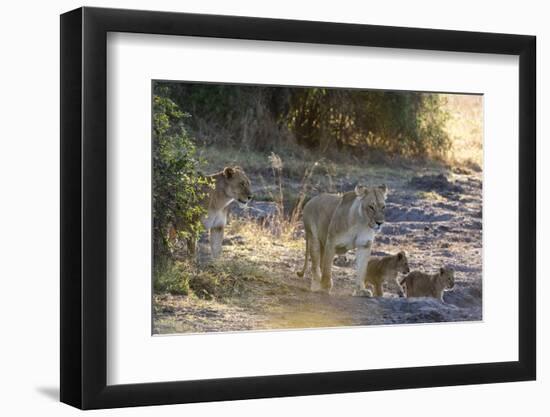 Lions (Panthera leo), Khwai Conservation Area, Okavango Delta, Botswana, Africa-Sergio Pitamitz-Framed Photographic Print