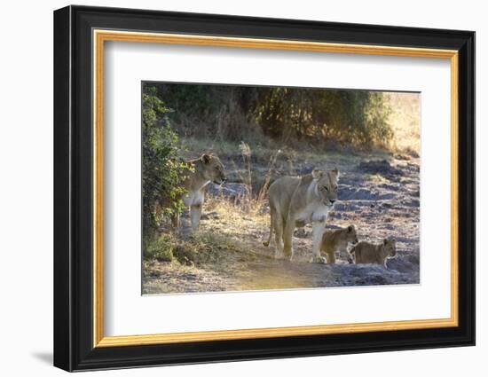 Lions (Panthera leo), Khwai Conservation Area, Okavango Delta, Botswana, Africa-Sergio Pitamitz-Framed Photographic Print