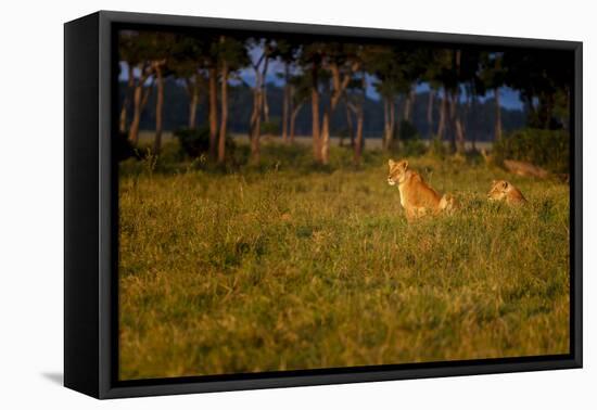 Lions (Panthera Leo) Resting at Sunrise, Masai Mara, Kenya, East Africa, Africa-Andrew Sproule-Framed Premier Image Canvas