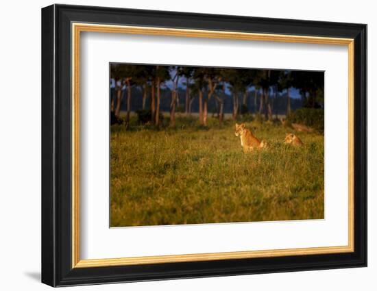 Lions (Panthera Leo) Resting at Sunrise, Masai Mara, Kenya, East Africa, Africa-Andrew Sproule-Framed Photographic Print