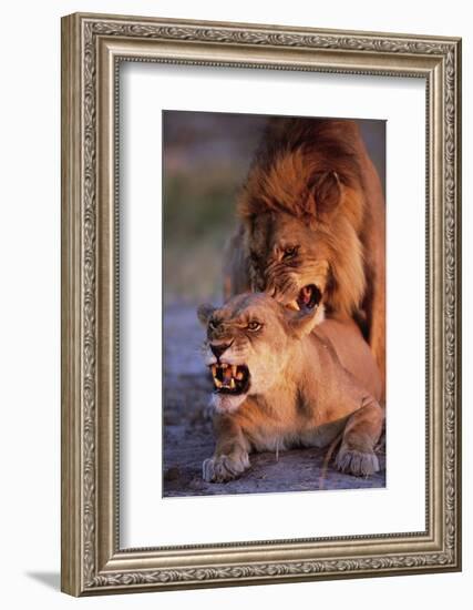 Lions Snarling While Mating-Paul Souders-Framed Photographic Print