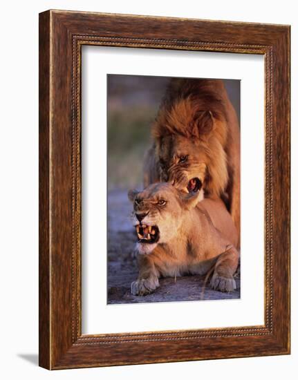 Lions Snarling While Mating-Paul Souders-Framed Photographic Print