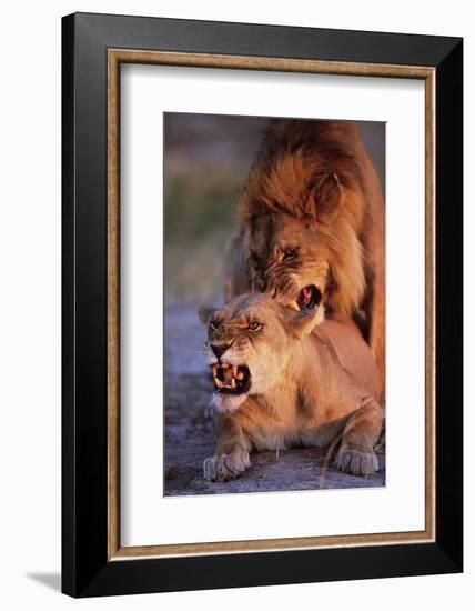 Lions Snarling While Mating-Paul Souders-Framed Photographic Print