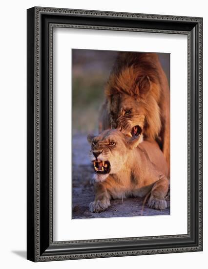 Lions Snarling While Mating-Paul Souders-Framed Photographic Print
