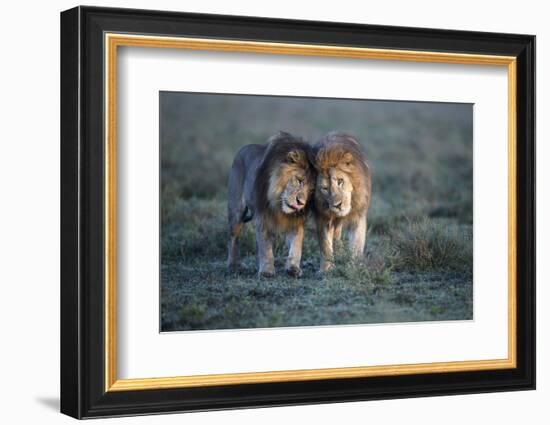 Lions - two brothers patrolling territorial boundary, Serengeti / Ngorongoro Conservation Area-Nick Garbutt-Framed Photographic Print