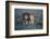 Lions - two brothers patrolling territorial boundary, Serengeti / Ngorongoro Conservation Area-Nick Garbutt-Framed Photographic Print