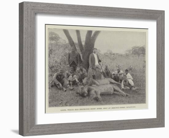 Lions, Which Had Destroyed Eight Asses, Shot at Sebungu-Poort, Bulawayo-null-Framed Giclee Print